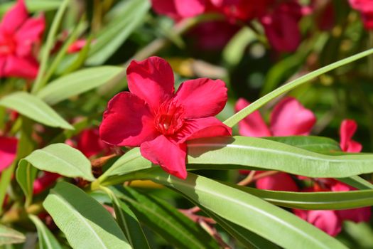 Common oleander pink flowers - Latin name - Nerium oleander