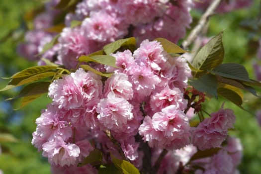 Japanese flowering cherry Kanzan - Latin name - Prunus serrulata Kanzan