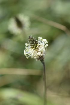 Ribwort Plantain flower - Latin name - Plantago lanceolata