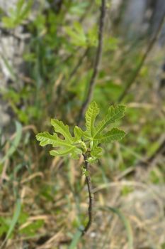 Common fig leaves - Latin name - Ficus carica