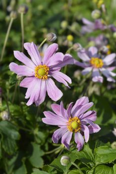 Japanese anemone Pretty Lady Emily - Latin name - Anemone * hybrida Pretty Lady Emily