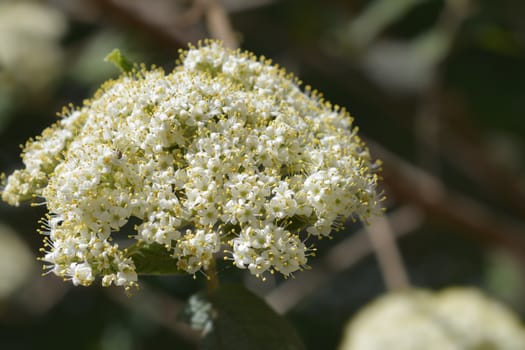 Wrinkled viburnum white flower - Latin name - Viburnum rhyridophyllum