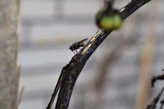 Close up of a black fly on a dry tomato stalk