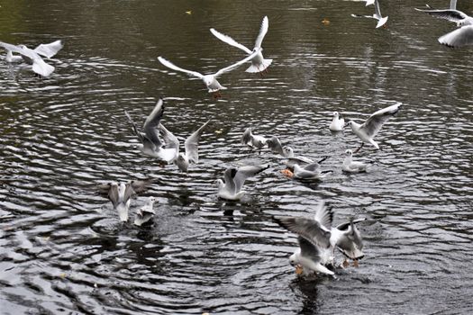 Laughing gulls starting and landing on a lake