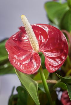 Bright red beautiful flower of the indoor plant Anthurium among green leaves. Front view, close-up.