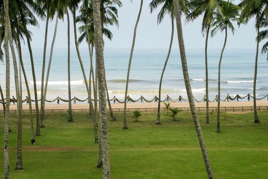 Sri Lanka fishermen carrying long fishing on the sea shore at the beach seen through tall palm trees with grass in foreground, ocean and pale blue skies. High quality photo