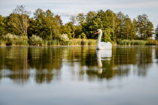 White swan on a pond in a natural environment