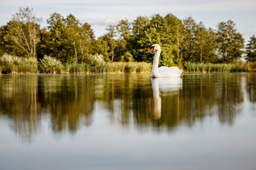 White swan on a pond in a natural environment