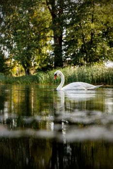 White swan on a pond in a natural environment