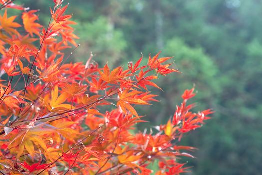 Beautiful maple leaves in autumn sunny day at foreground and blurry background in Taiwan, with no people, close up, copy space, macro shot.