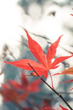 Beautiful maple leaves in autumn sunny day at foreground and blurry background in Taiwan, with no people, close up, copy space, macro shot.