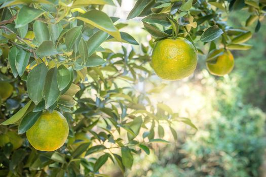 Fresh ripe tangerine mandarin orange on the tree in the orange garden orchard with backlight of sun.