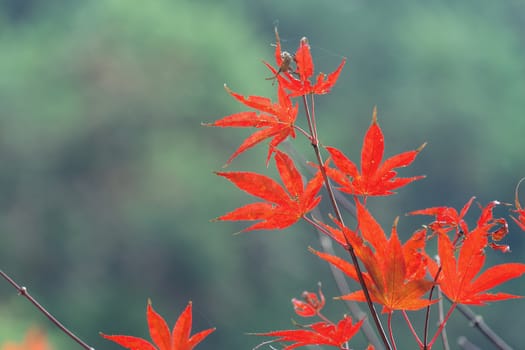 Beautiful maple leaves in autumn sunny day at foreground and blurry background in Taiwan, with no people, close up, copy space, macro shot.