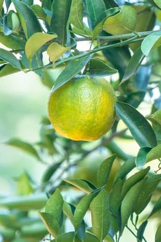 Fresh ripe tangerine mandarin orange on the tree in the orange garden orchard with backlight of sun.