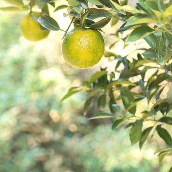 Fresh ripe tangerine mandarin orange on the tree in the orange garden orchard with backlight of sun.