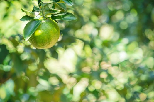 Fresh ripe tangerine mandarin orange on the tree in the orange garden orchard with backlight of sun.