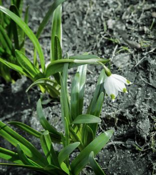 White snowdrop flower among last year's moss and fallen leaves. Presented on a dark background.