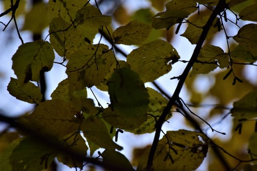 Close-up of autumn leaves against the sky