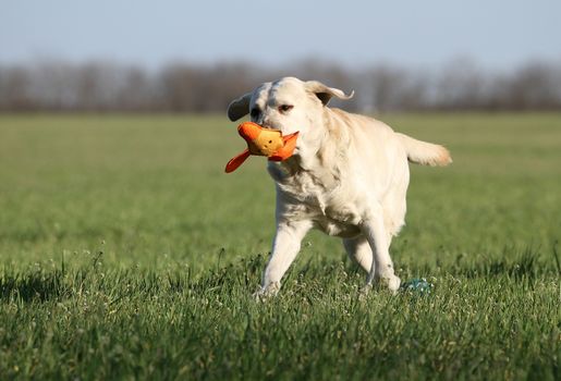 the yellow labrador playing in the park