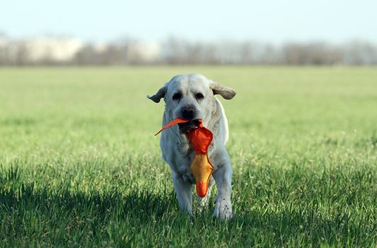 yellow labrador playing in the park