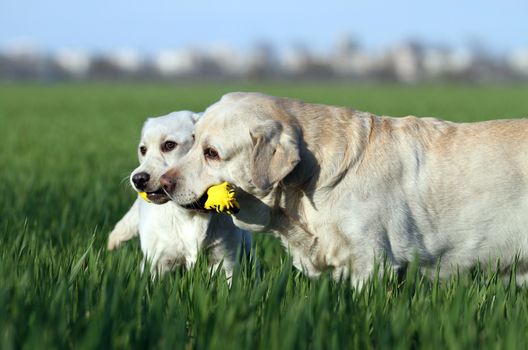 two nice sweet yellow labradors playing in the park