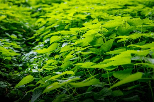 Green Leaves background. Urtica texture