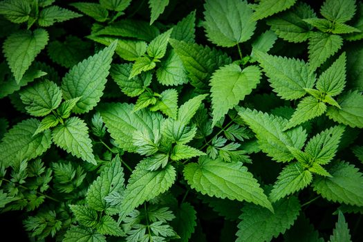 Green Leaves background. Urtica texture