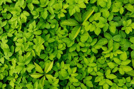 Green Leaves background. Urtica texture