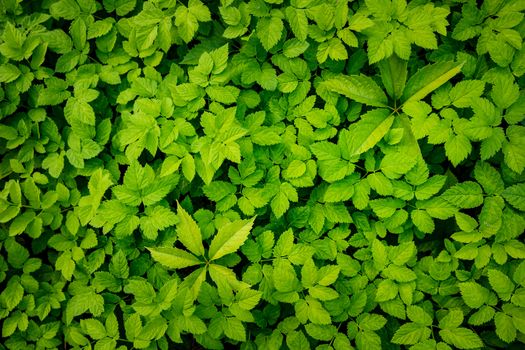 Green Leaves background. Urtica texture