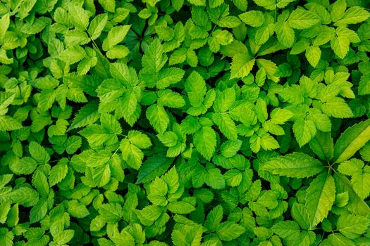 Green Leaves background. Nature texture