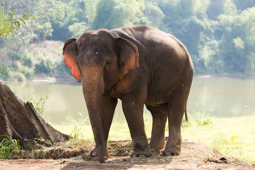 Elephant standing under tree backlit by river in Laos elephant sanctuary. High quality photo