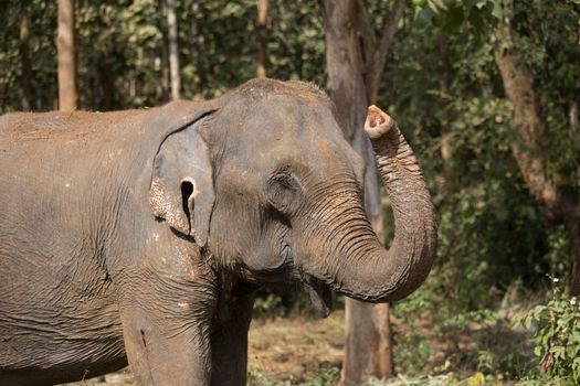 Elephant standing under trees in woodland setting in Laos elephant sanctuary. High quality photo