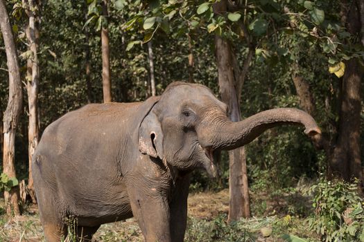 Elephant standing under trees in woodland setting in Laos elephant sanctuary. High quality photo