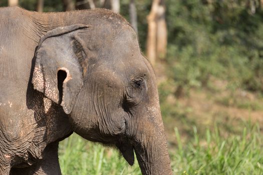 Elephant standing under trees in woodland setting in Laos elephant sanctuary. High quality photo