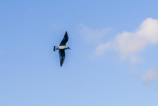 Seagull in flight against blue sky with clouds