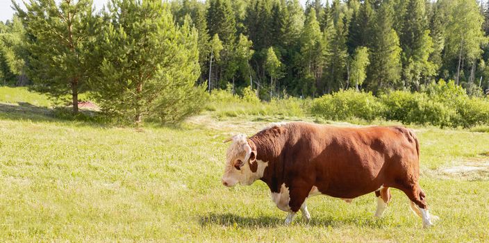 bull. Symbol of 2021. Zodiac sign Taurus. banner. big bull with a ring in its nose, stood majestically in a lush summer meadow, a milk bull grazing in a green meadow. Landscape. Eastern horoscope.