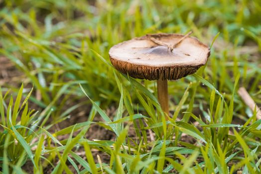 Toadstool mushroom is growing on green grass autumn background.