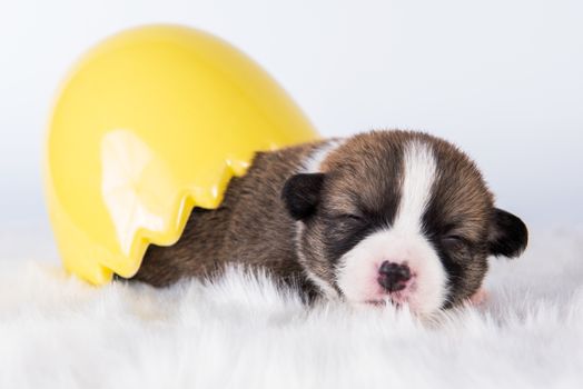 Funny Pembroke Welsh Corgi puppy dog sitting in the egg isolated on white background on Easter holidays