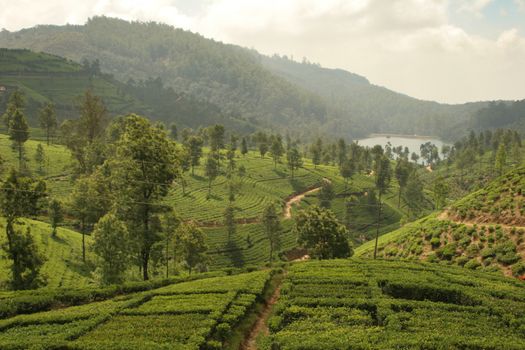Nuwara Eliya Sri Lanka tea plantation with terraced hills of tea bushes. High quality photo