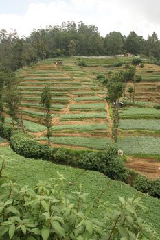 Nuwara Eliya Sri Lanka tea plantation with terraced hills of tea bushes. High quality photo