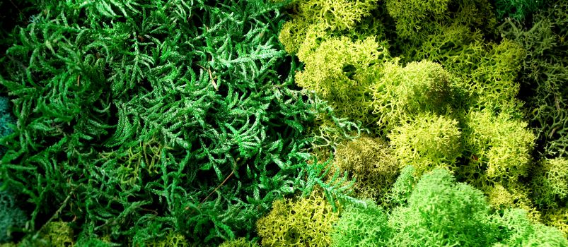 decorative stable preserved moss for interior landscaping close-up