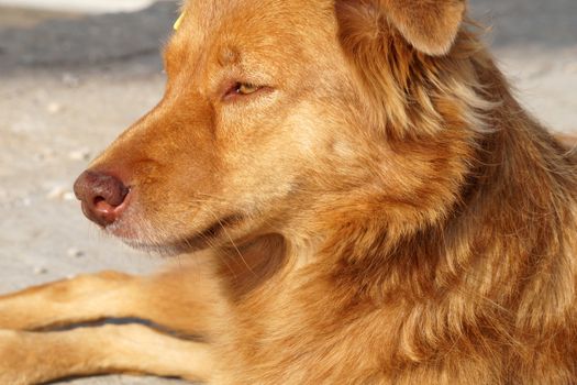 portrait of a homeless red dog close up.