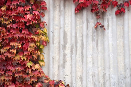 red leaves of autumn decorative grapes on gray concrete wall background, copy space.