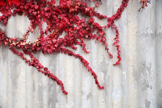 red leaves of autumn decorative grapes on gray concrete wall background, copy space.