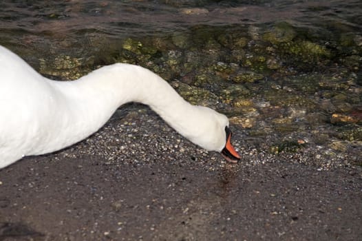 white swan drinking sea water close up.