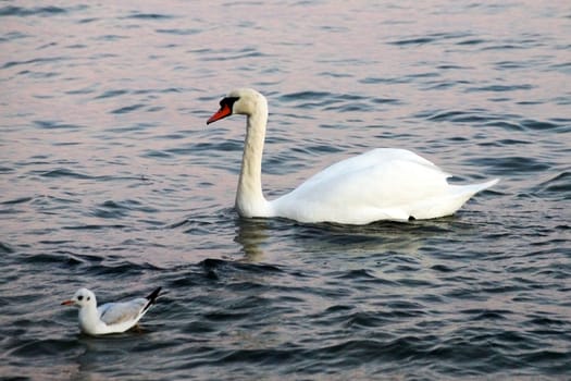 white swan blows on water between stones.