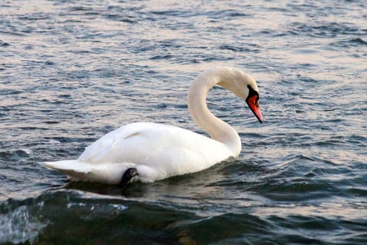 white swan blows on water between stones.