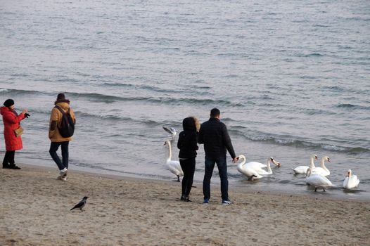 Varna, Bulgaria - November, 22, 2020: people take pictures and feed swans by the sea in autumn.