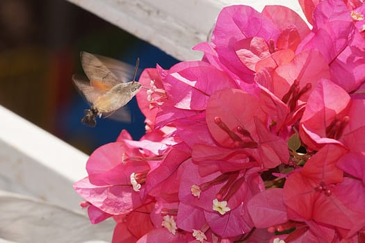 moth butterfly flies around pink bougainvillea close up