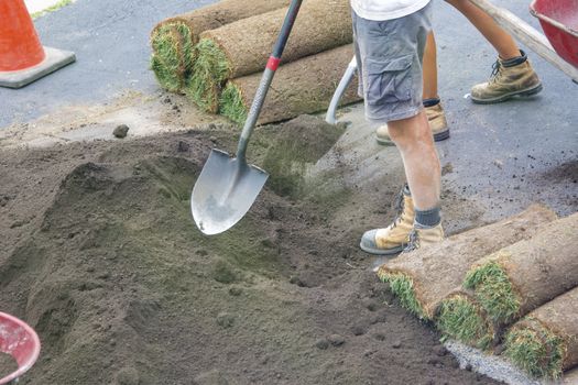 Preparing an area with filled, moist soil and compaction of the soil for planting new grass